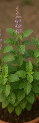 c33b7ba2470cc21771806b1f1eea558b